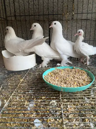 جوز تركي منتج 2
