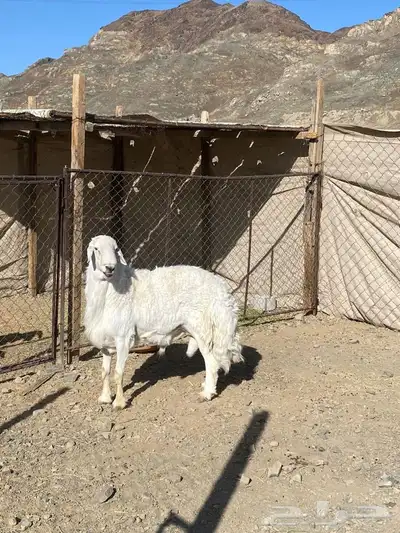 فحل مشروط 2