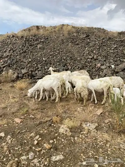 10 ضان حرش عليها 10 4