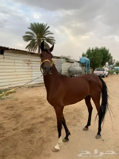 فرس شعبيه للبيع 0