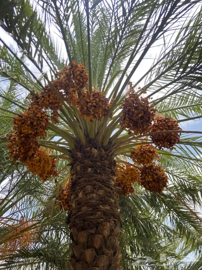 عذوق نخل مخاريف للبيع الموقع القوباء 3