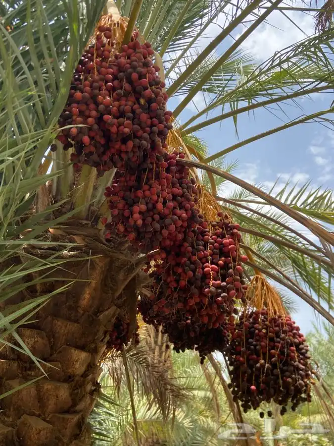 عذوق نخل مخاريف للبيع الموقع القوباء 1