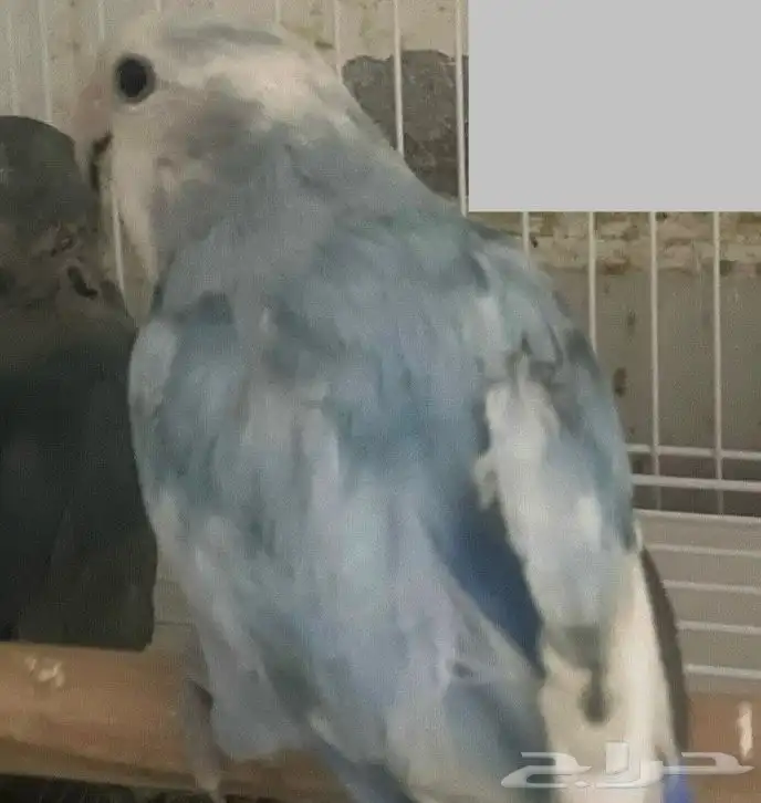 طير روز العمر 4 شهور 9