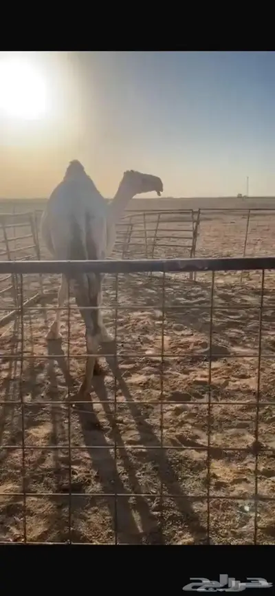 ضريبه كفو وبطنها طيب طيب طيب مقتوي 0