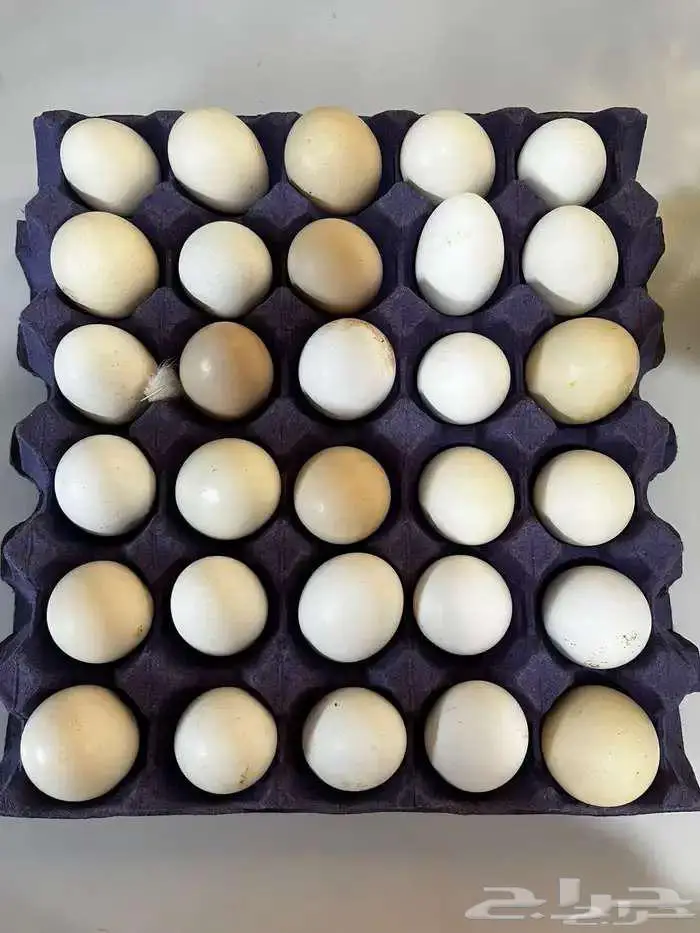 بيض بلدي للأكل 1