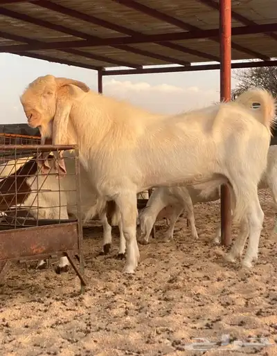 فحل مطور خصم 1