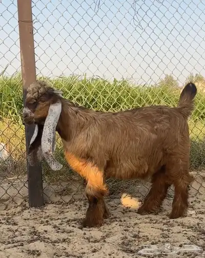 مشروع فحل عارضي 2