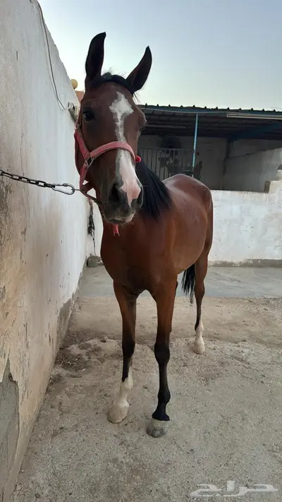 فرس شعبية للبيع 0