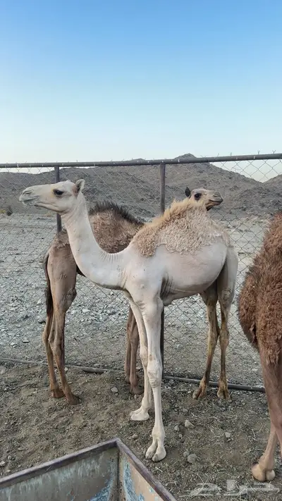 قعود للبيع 0