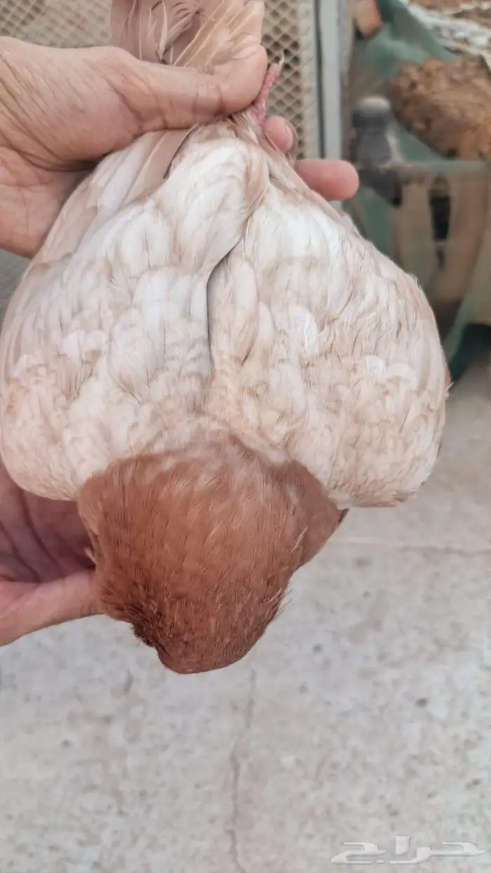 مجموعة مداين 0