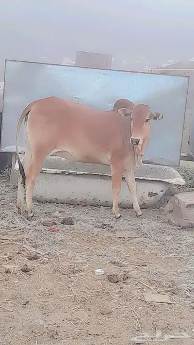 حسيله امن اصل بقر مد وطول وحليب 0