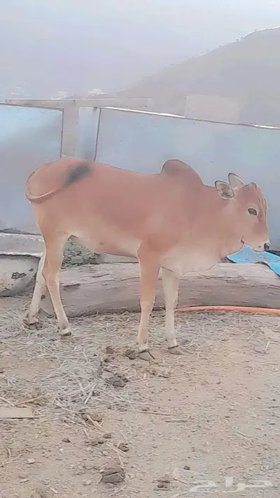 حسيله امن اصل بقر مد وطول وحليب 1