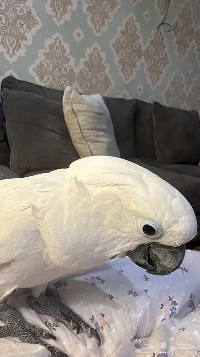 كوكاتو أمبريلا 0