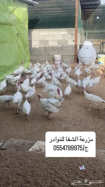 فروخ رومي سلالة Royal palm المكسيكيه 3