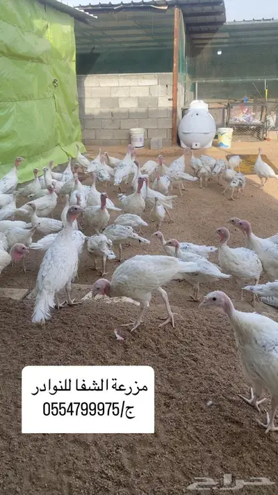 فروخ رومي سلالة Royal palm المكسيكيه 2