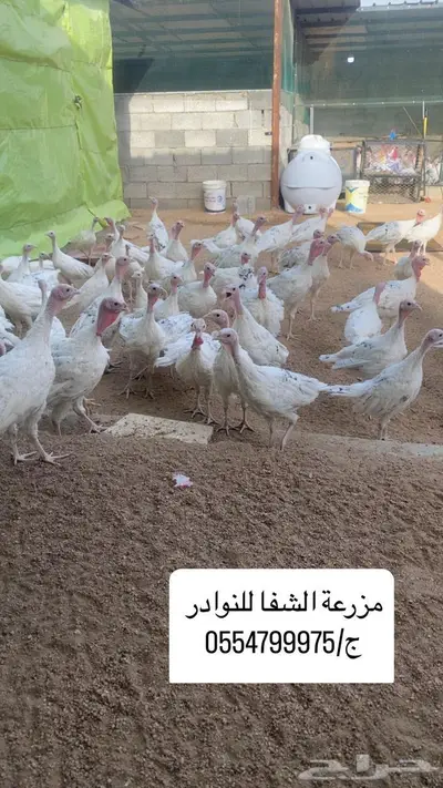 فروخ رومي سلالة Royal palm المكسيكيه 1