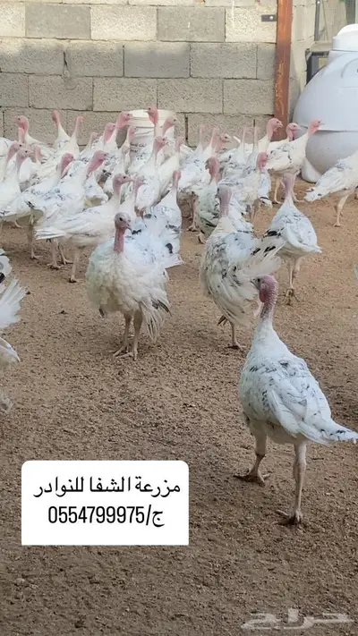 فروخ رومي سلالة Royal palm المكسيكيه 0