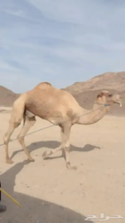 نجران 0
