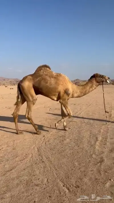 نجران 1