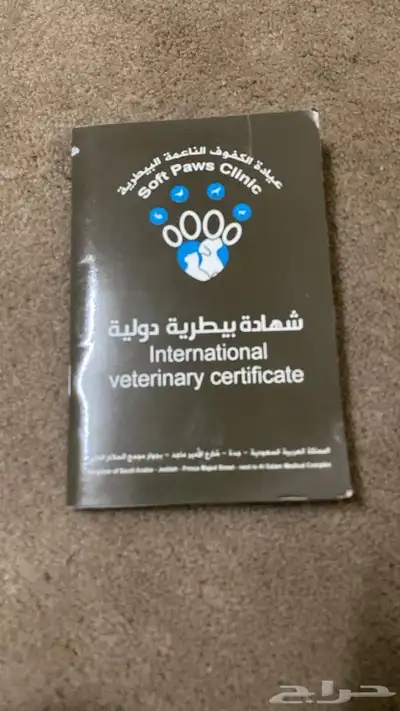 قطط 2