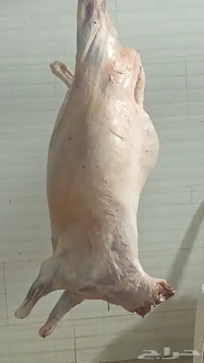 سواكن حمري 1