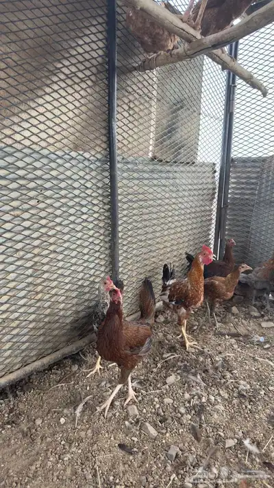 دجاج بلدي للبيع 10