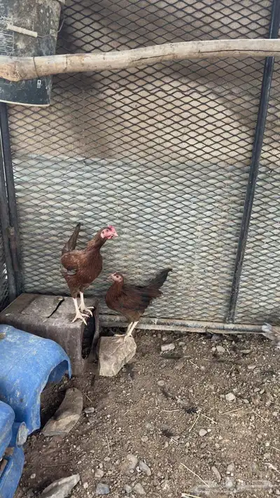 دجاج بلدي للبيع 7
