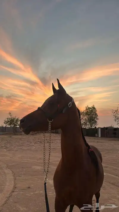 حصان واهو 2