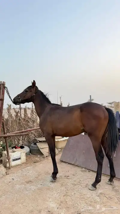 خيل 2