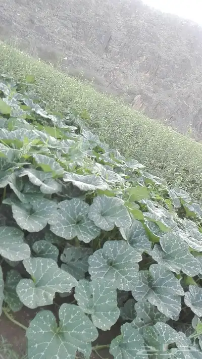 هدى الشام 5