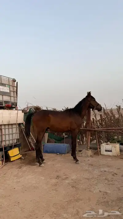 خيل 4