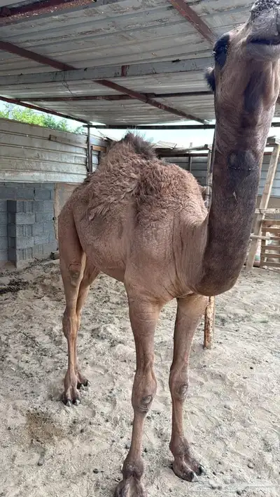 قعود كفو سمين 1