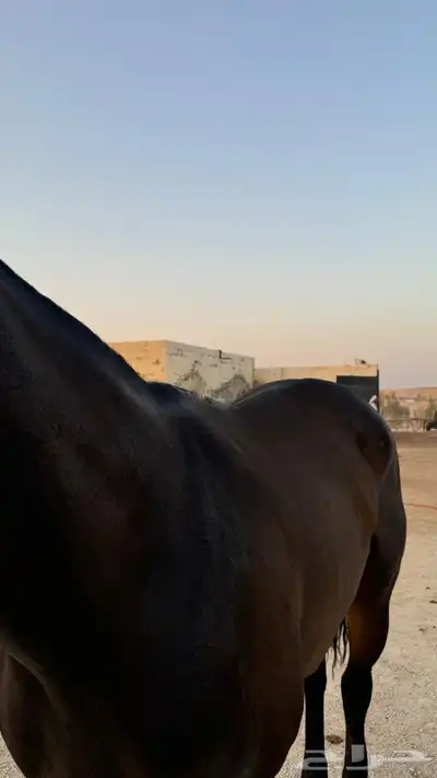 فرس انجليزية لقاح 0