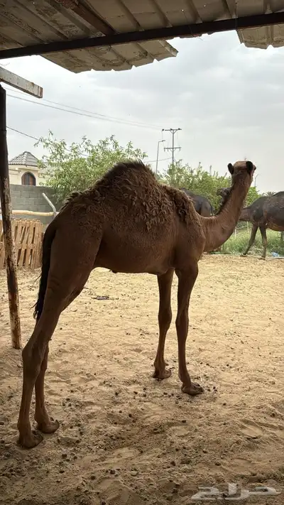 قعود كفو سمين 2