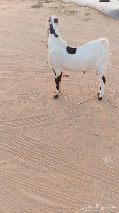 تيس هولندي ثني مشروط القريع 0