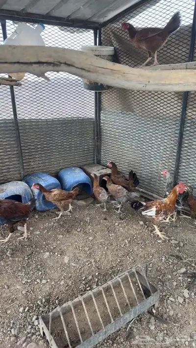 دجاج بلدي للبيع 5