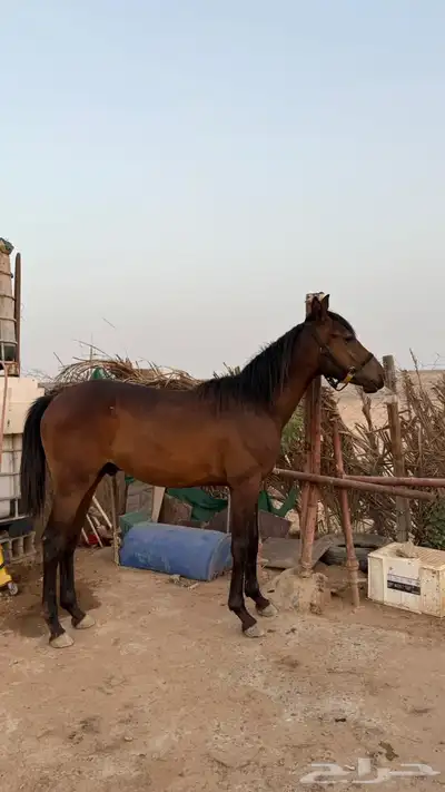 خيل 7