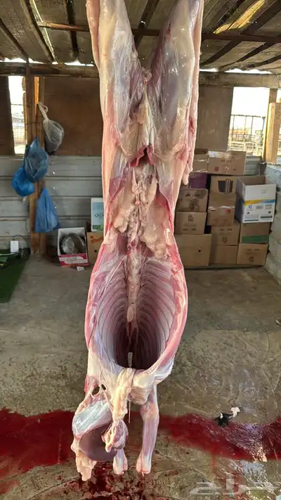 ذبايح تيوس 4