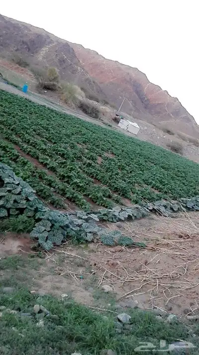 هدى الشام 7
