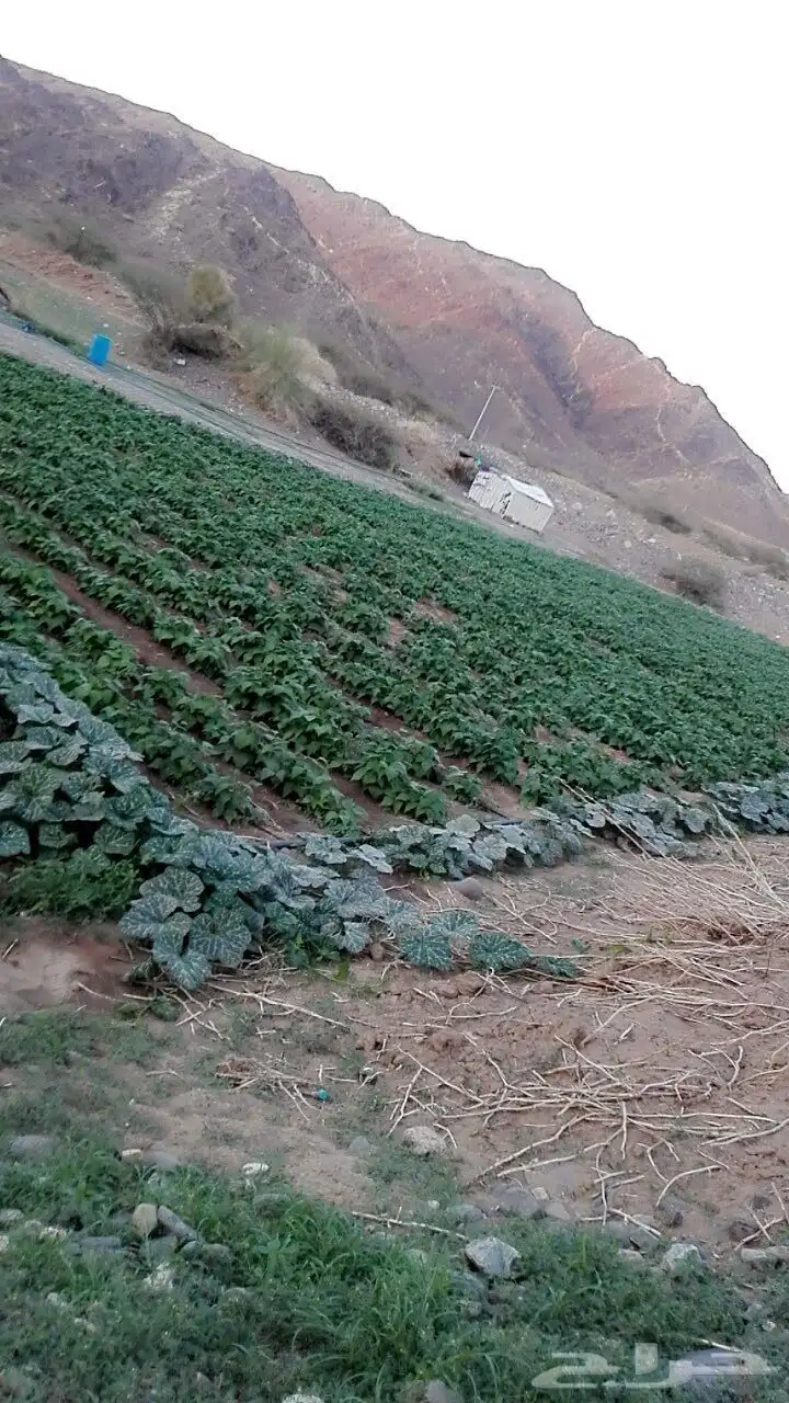 هدى الشام index