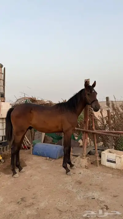 خيل 8