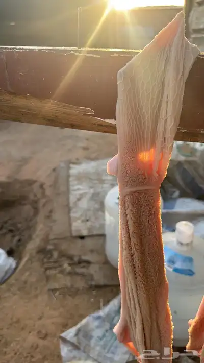 ذبايح تيوس 8
