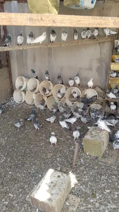 حمام باكستاني 3