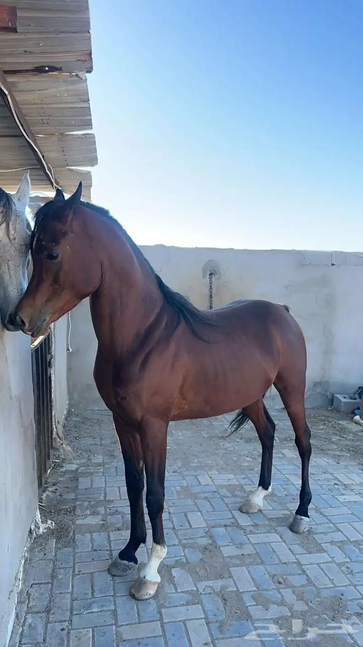 حصان واهو index