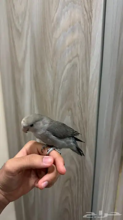 للبيع روز اليف 1