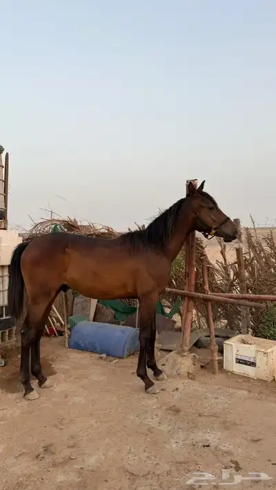 خيل 3