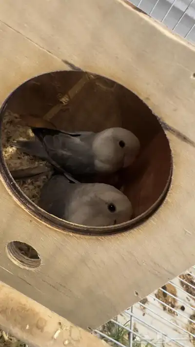 جوز روز ألوان الكاسكو شاريها من راعيها وشارط انتاجها 0