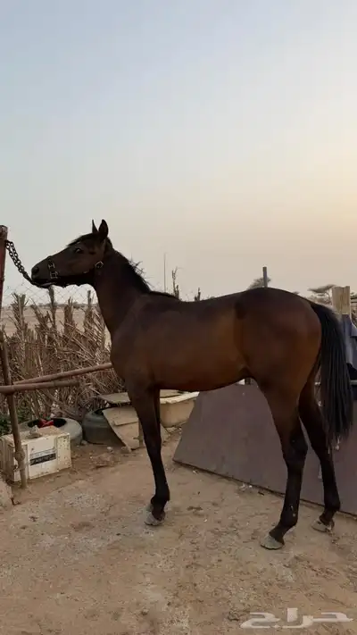 خيل 0