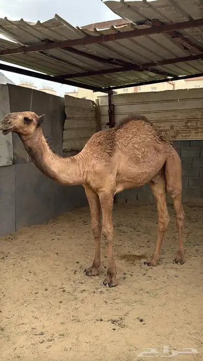 قعود كفو سمين 0