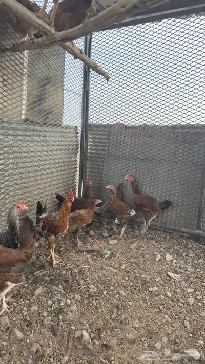 دجاج بلدي للبيع 11